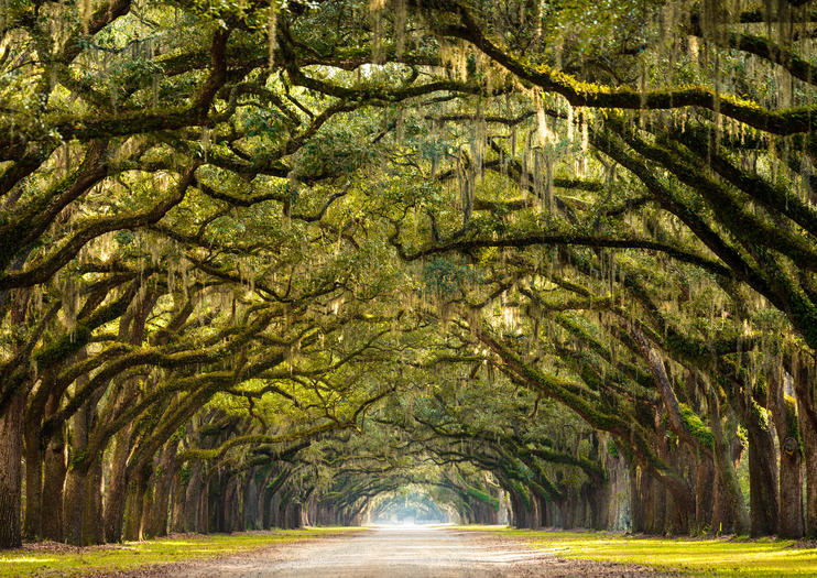 Wormsloe State Historic Site